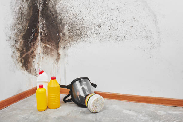 Best Mold Testing  in Sheridan, WY