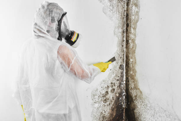 Best Fast Mold Removal  in Sheridan, WY