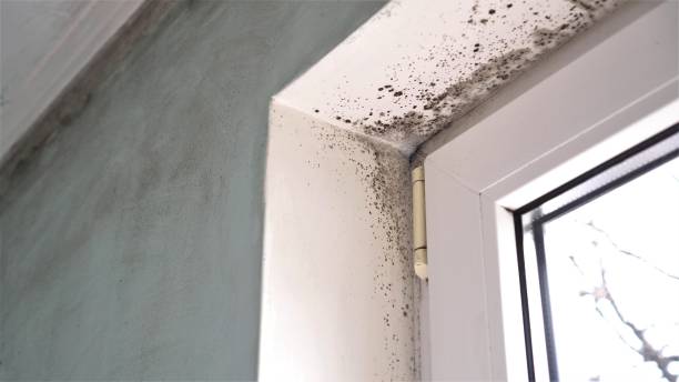 Best Commercial Mold Removal  in Sheridan, WY