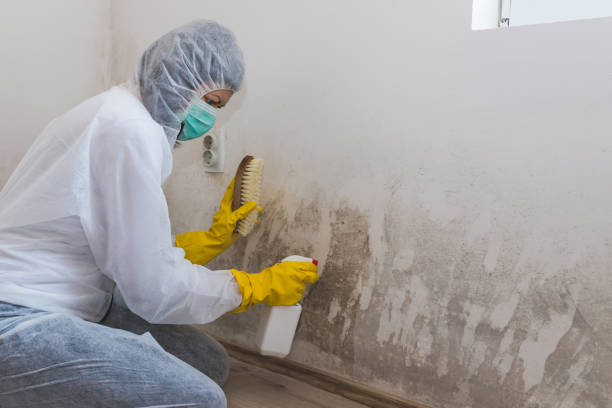 Best Crawl Space Mold Removal  in Sheridan, WY