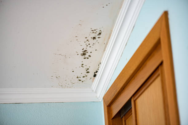 Best Professional Mold Removal  in Sheridan, WY