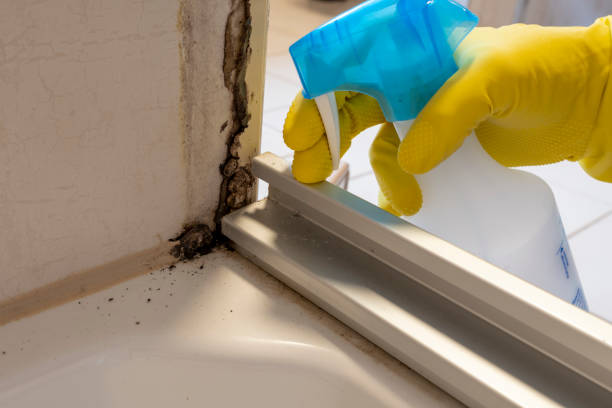 Attic Mold Removal in Sheridan, WY