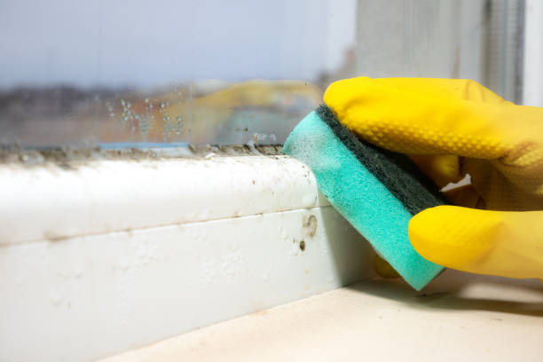 Best Mold Removal Company Near Me  in Sheridan, WY