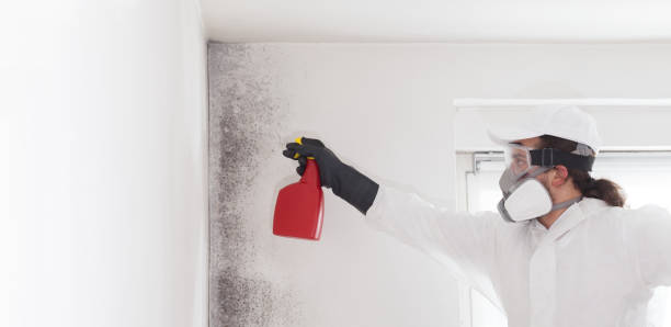 Best Same-Day Mold Removal  in Sheridan, WY
