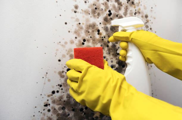 Mold Removal Process in Sheridan, WY