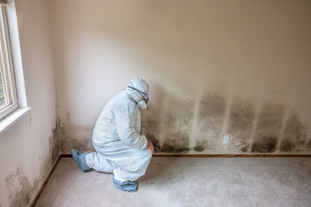 Reliable Sheridan, WY Mold Removal Solutions