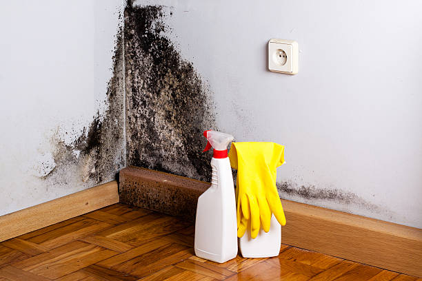 Best Mold Removal Near Me  in Sheridan, WY