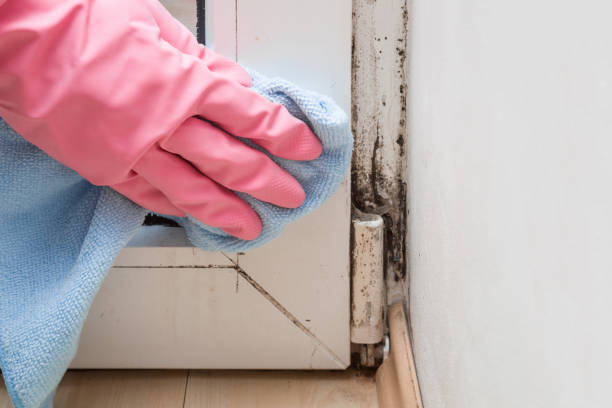 Best Same-Day Mold Removal  in Sheridan, WY